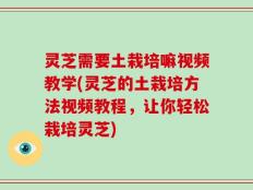 灵芝需要土栽培嘛视频教学(灵芝的土栽培方法视频教程，让你轻松栽培灵芝)