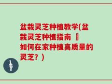 盆栽灵芝种植教学(盆栽灵芝种植指南 – 如何在家种植高质量的灵芝？)