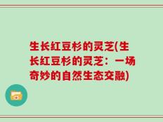 生长红豆杉的灵芝(生长红豆杉的灵芝：一场奇妙的自然生态交融)