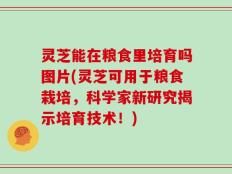 灵芝能在粮食里培育吗图片(灵芝可用于粮食栽培，科学家新研究揭示培育技术！)