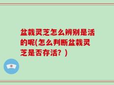 盆栽灵芝怎么辨别是活的呢(怎么判断盆栽灵芝是否存活？)