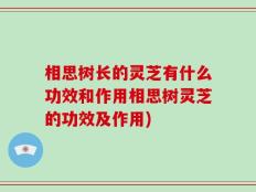 相思树长的灵芝有什么功效和作用相思树灵芝的功效及作用)