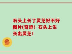 石头上长了灵芝好不好图片(奇迹！石头上生长出灵芝！