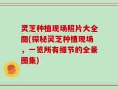 灵芝种植现场照片大全图(探秘灵芝种植现场，一览所有细节的全景图集)