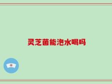 灵芝菌能泡水喝吗