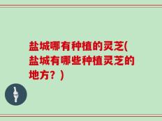 盐城哪有种植的灵芝(盐城有哪些种植灵芝的地方？)