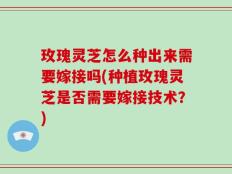 玫瑰灵芝怎么种出来需要嫁接吗(种植玫瑰灵芝是否需要嫁接技术？)