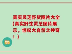 真实灵芝野货图片大全(真实野生灵芝图片展示，惊叹大自然之神奇！)