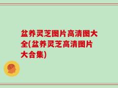 盆养灵芝图片高清图大全(盆养灵芝高清图片大合集)