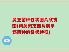 灵芝菌种性状图片欣赏图(精美灵芝图片展示该菌种的性状特征)
