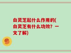 白灵芝起什么作用的(白灵芝有什么功效？一文了解)