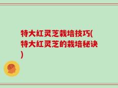 特大红灵芝栽培技巧(特大红灵芝的栽培秘诀)