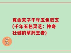 真命天子千年五色灵芝(千年五色灵芝：神奇壮健的草药王者)