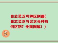 白芯灵芝母种区别图(白芯灵芝与灵芝母种有何区别？全面图解！)