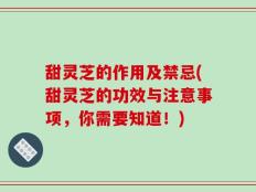 甜灵芝的作用及禁忌(甜灵芝的功效与注意事项，你需要知道！)
