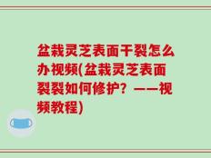盆栽灵芝表面干裂怎么办视频(盆栽灵芝表面裂裂如何修护？——视频教程)