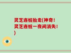灵芝连桩抬走(神奇！灵芝连桩一夜间消失！)