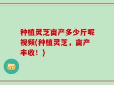 种植灵芝亩产多少斤呢视频(种植灵芝，亩产丰收！)