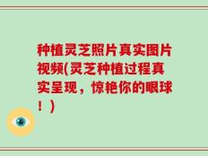 种植灵芝照片真实图片视频(灵芝种植过程真实呈现，惊艳你的眼球！)