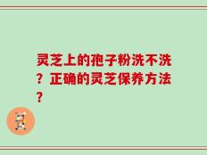 灵芝上的孢子粉洗不洗？正确的灵芝保养方法？