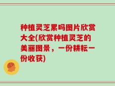 种植灵芝累吗图片欣赏大全(欣赏种植灵芝的美丽图景，一份耕耘一份收获)