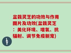 盆栽灵芝的功效与作用图片及功效(盆栽灵芝：美化环境、增氧、抗辐射、调节免疫新宠)