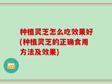 种植灵芝怎么吃效果好(种植灵芝的正确食用方法及效果)