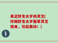 真正野生太岁肉灵芝(珍稀野生太岁菌草灵芝现身，引起轰动！)