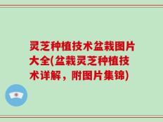 灵芝种植技术盆栽图片大全(盆栽灵芝种植技术详解，附图片集锦)