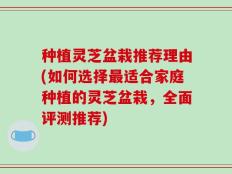 种植灵芝盆栽推荐理由(如何选择最适合家庭种植的灵芝盆栽，全面评测推荐)