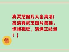 真灵芝图片大全高清(高清真灵芝图片集锦，惊艳视觉，满满正能量！)