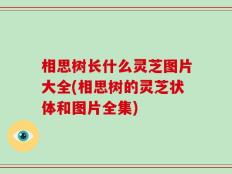 相思树长什么灵芝图片大全(相思树的灵芝状体和图片全集)