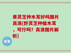 用灵芝种木耳好吗图片高清(野灵芝种植木耳，可行吗？高清图片解析)