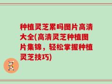 种植灵芝累吗图片高清大全(高清灵芝种植图片集锦，轻松掌握种植灵芝技巧)