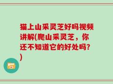 猫上山采灵芝好吗视频讲解(爬山采灵芝，你还不知道它的好处吗？)