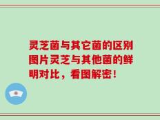 灵芝菌与其它菌的区别图片灵芝与其他菌的鲜明对比，看图解密！