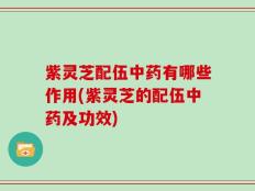 紫灵芝配伍中药有哪些作用(紫灵芝的配伍中药及功效)