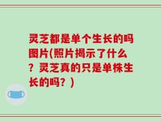 灵芝都是单个生长的吗图片(照片揭示了什么？灵芝真的只是单株生长的吗？)