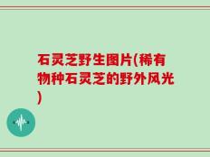 石灵芝野生图片(稀有物种石灵芝的野外风光)