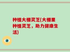 种植大棚灵芝(大棚里种植灵芝，助力健康生活)
