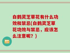 白鹤灵芝草花有什么功效和禁忌(白鹤灵芝草花功效与禁忌，应该怎么注意呢？)
