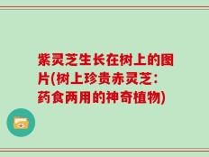 紫灵芝生长在树上的图片(树上珍贵赤灵芝：药食两用的神奇植物)