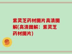 紫灵芝药材图片高清图解(高清图解：紫灵芝药材图片)