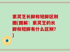 紫灵芝长脚和短脚区别图(图解：紫灵芝的长脚和短脚有什么区别？)