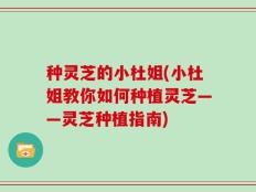 种灵芝的小杜姐(小杜姐教你如何种植灵芝——灵芝种植指南)