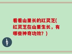 看看山里长的红灵芝(红灵芝在山里生长，有哪些神奇功效？)