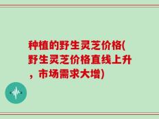 种植的野生灵芝价格(野生灵芝价格直线上升，市场需求大增)