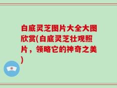 白底灵芝图片大全大图欣赏(白底灵芝壮观照片，领略它的神奇之美)