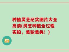 种植灵芝纪实图片大全高清(灵芝种植全过程实拍，美轮美奂！)