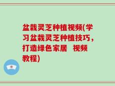 盆栽灵芝种植视频(学习盆栽灵芝种植技巧，打造绿色家居  视频教程)
